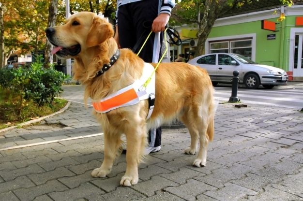 guide dog