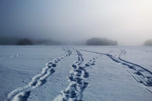 separate paths in the snow