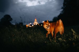 shiba inu dog walking in the dark outdoors