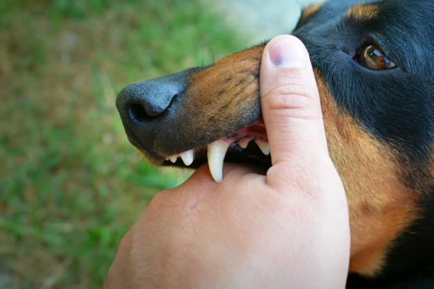 dog bite
