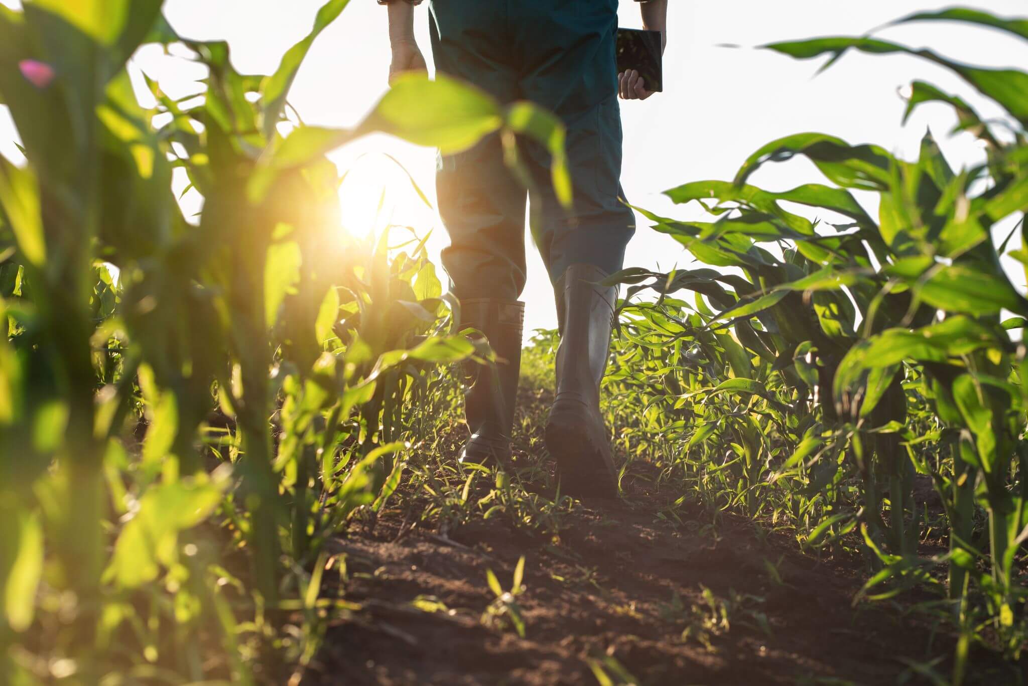 farmer in a field