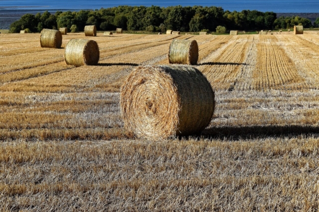 Paca de heno